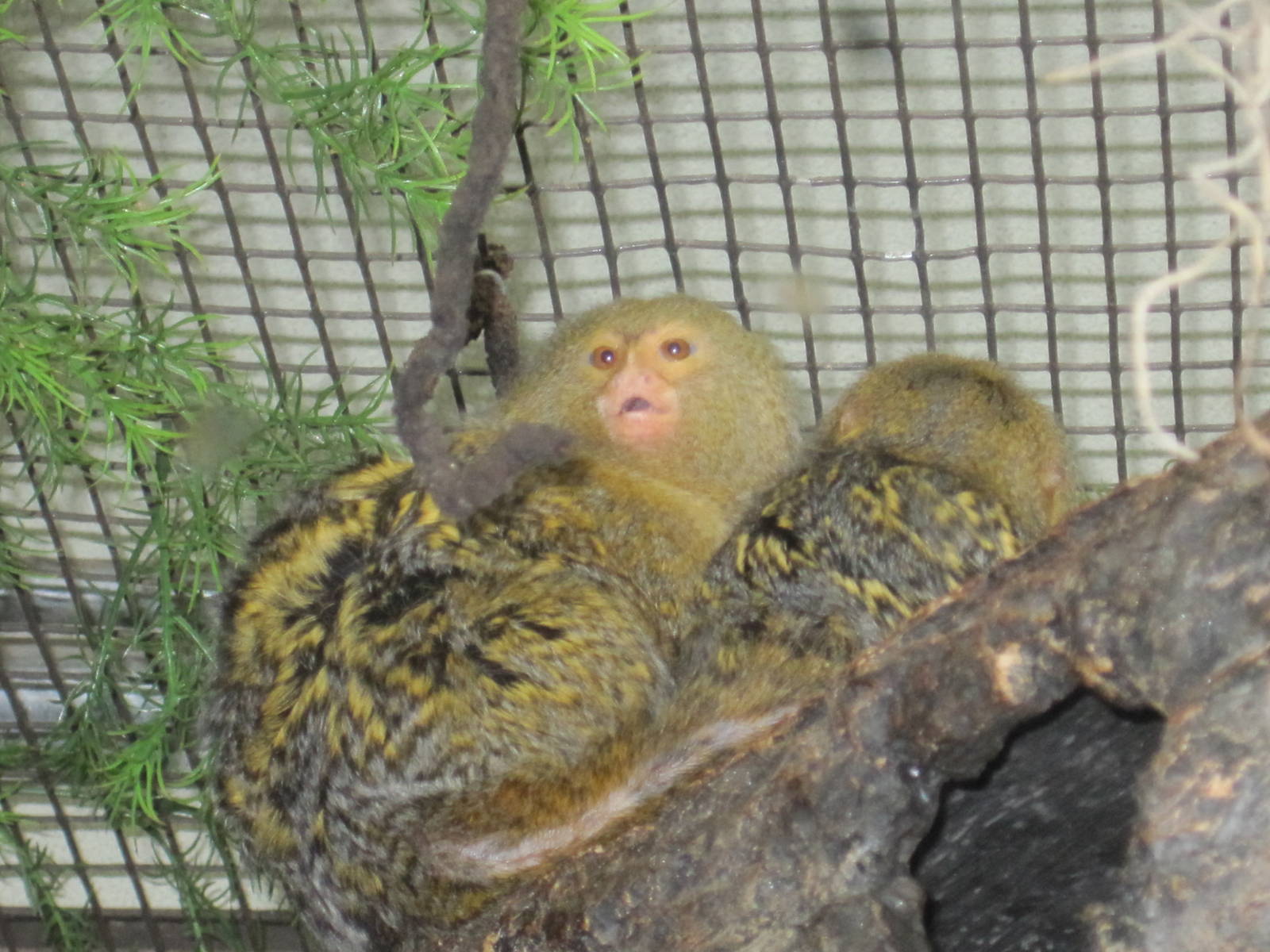 Pygmy Marmosets