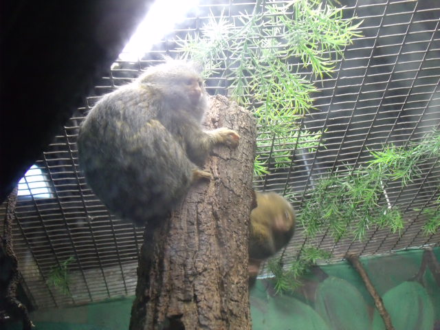 Pygmy Marmosets