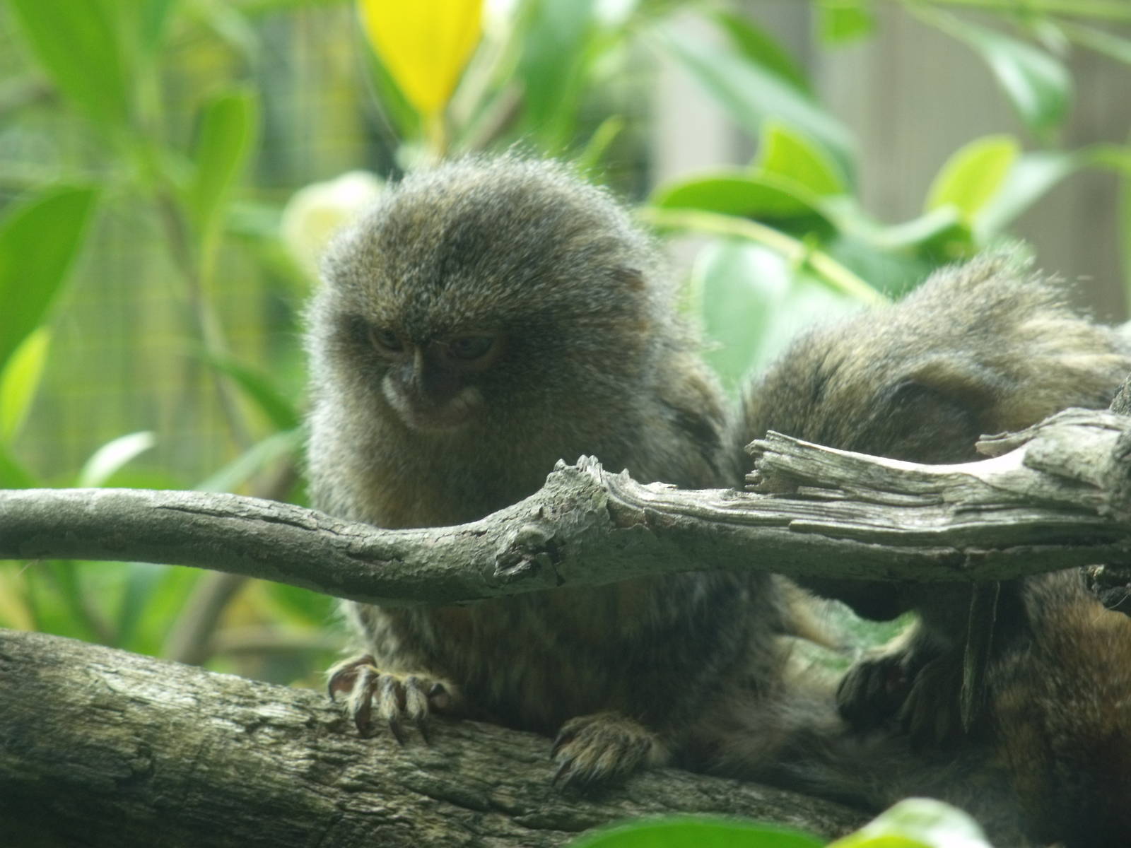 Pygmy Marmosets
