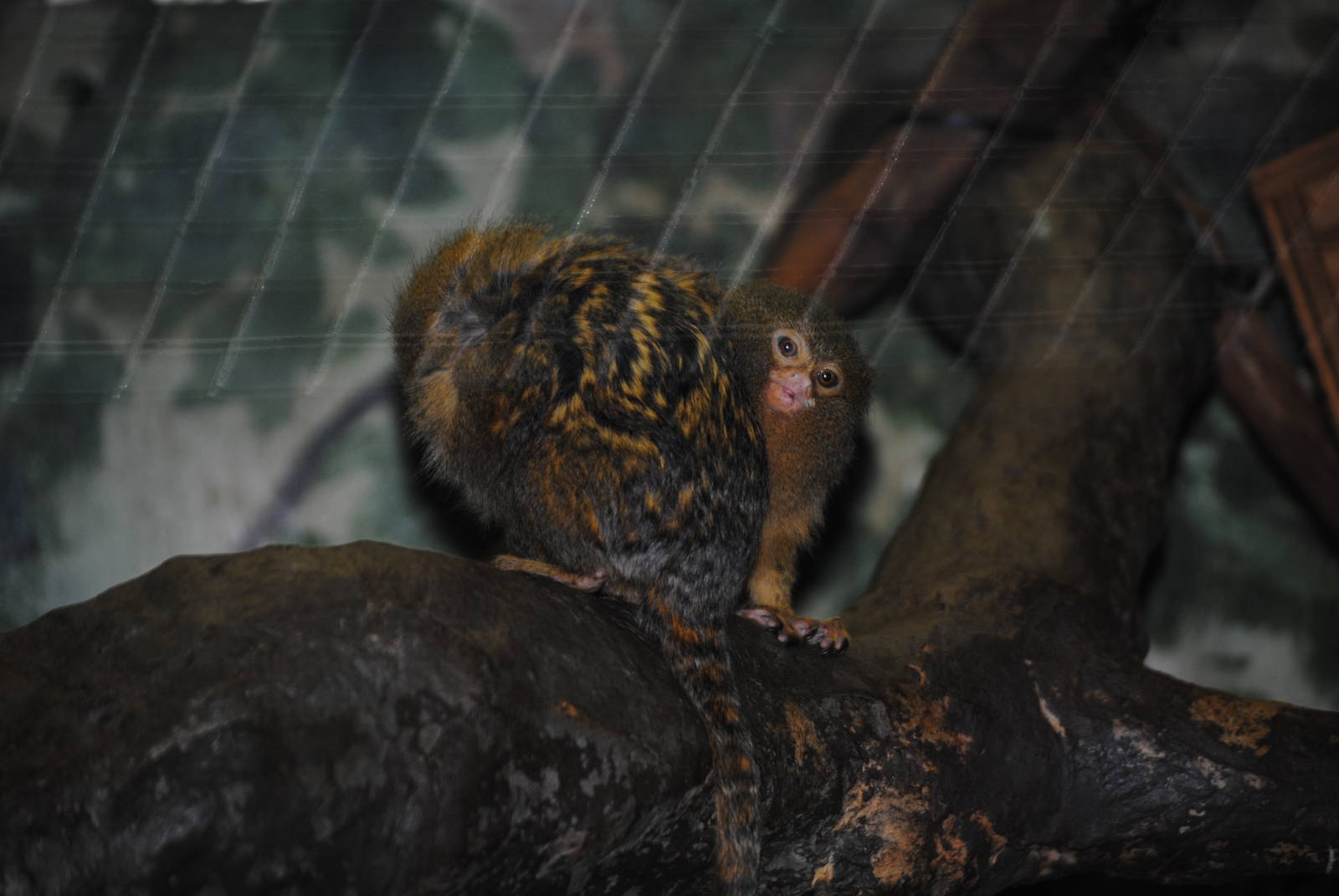 Pygmy Marmosets