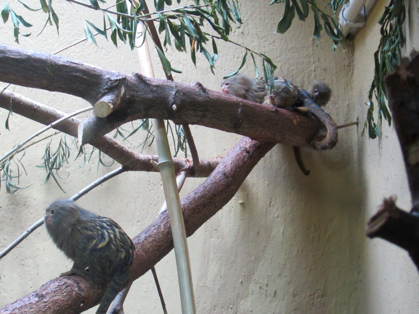 Pygmy Marmosets