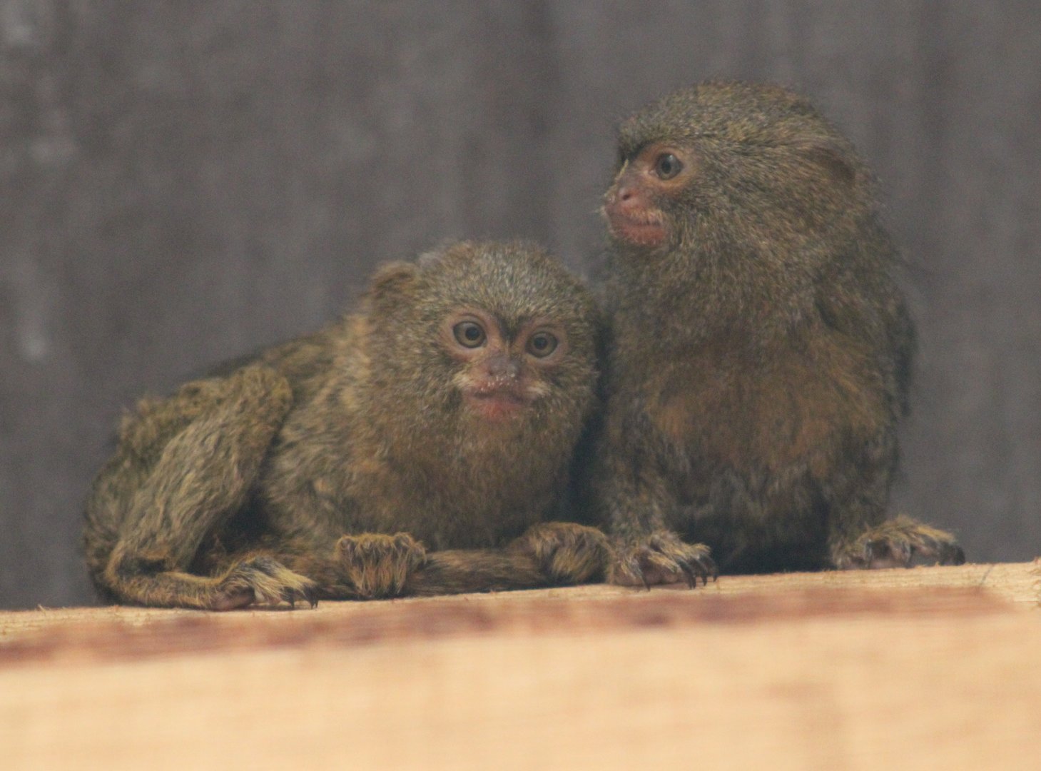 Pygmy marmosets