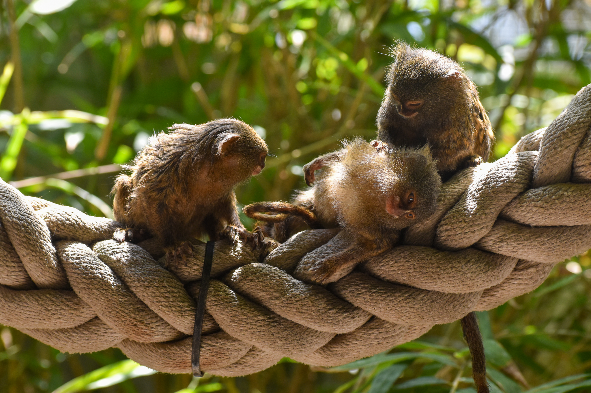 Pygmy Marmosets