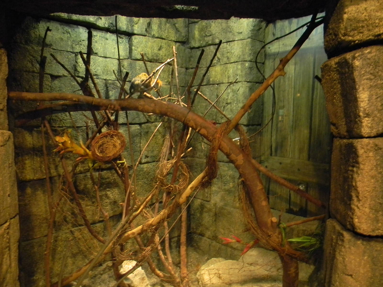 Pygmy Maromset exhibit