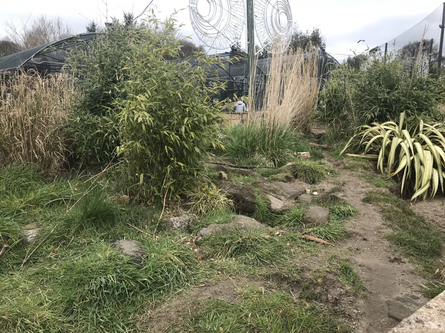 Pygmy mongoose and cape porcupine enclosure (2)