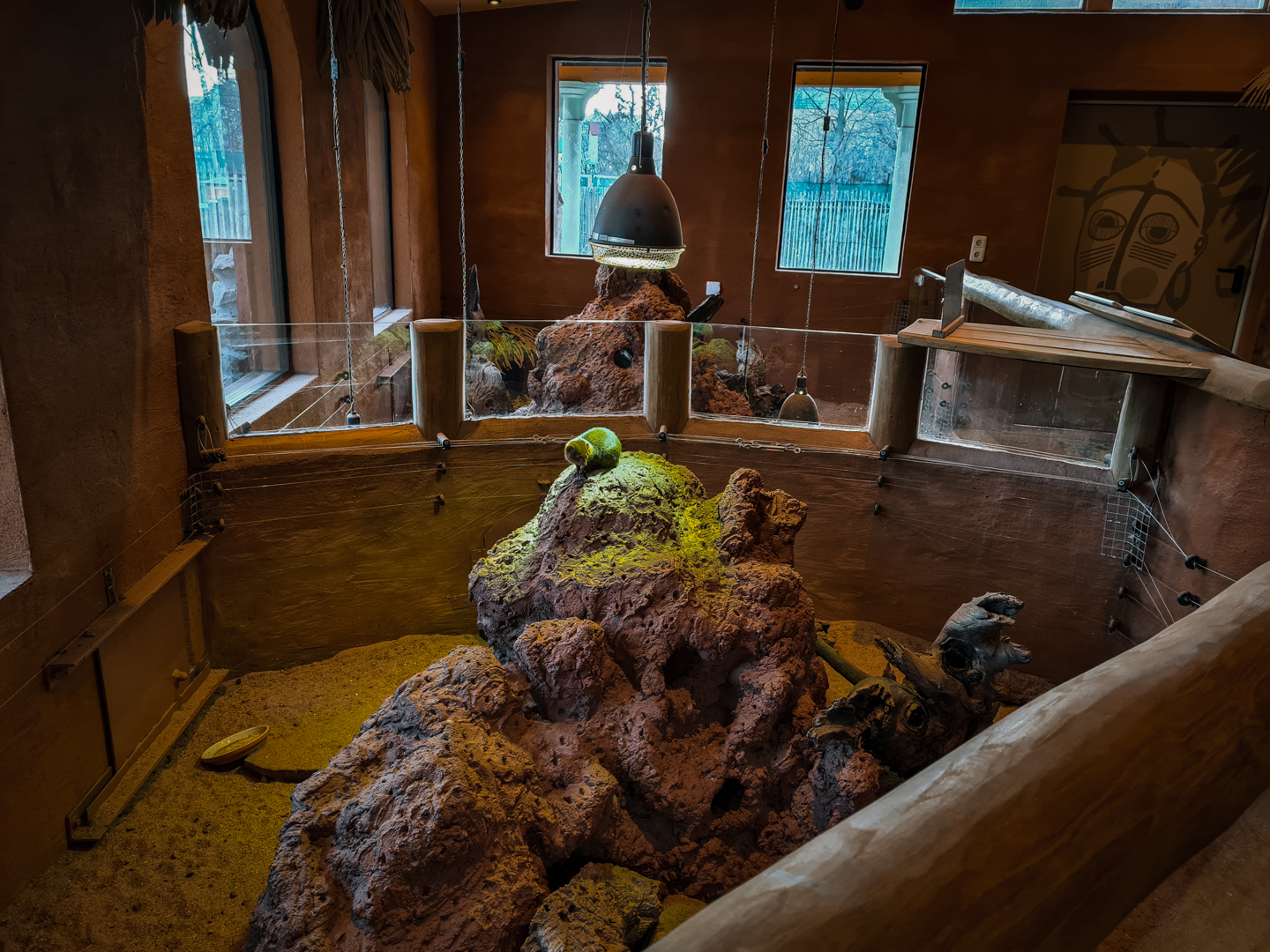 Pygmy Mongoose and Leopard Tortoise indoors