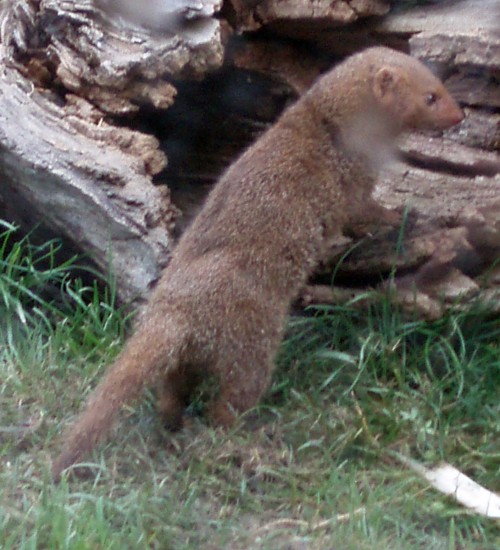 Pygmy Mongoose (Helogale parvula)