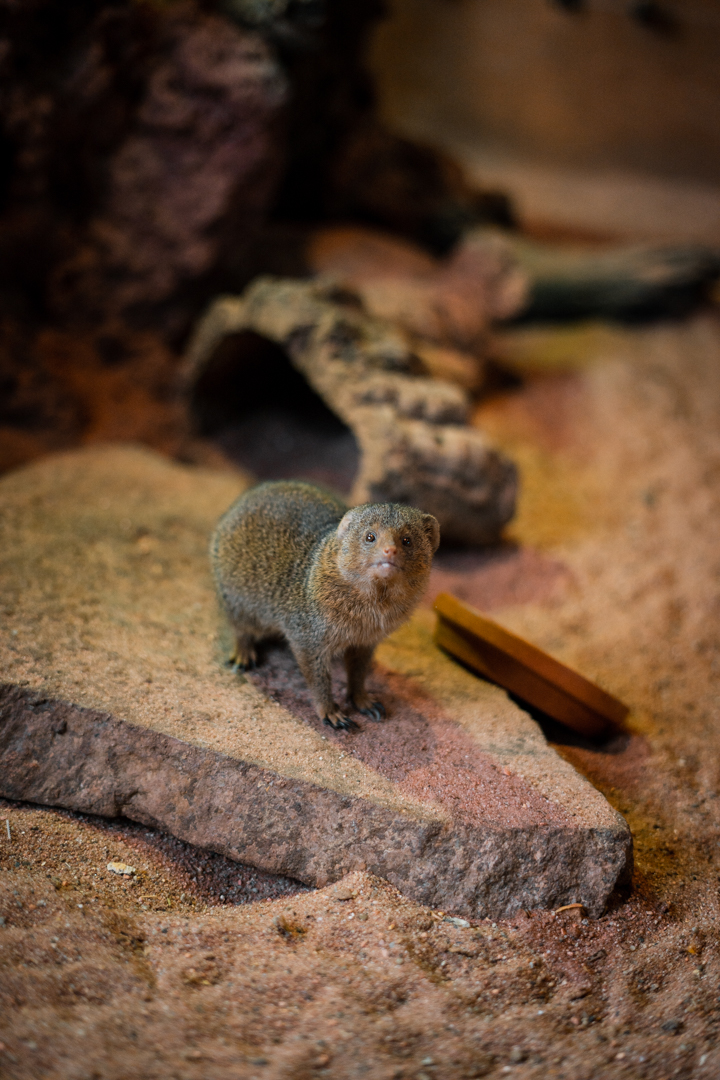 Pygmy Mongoose
