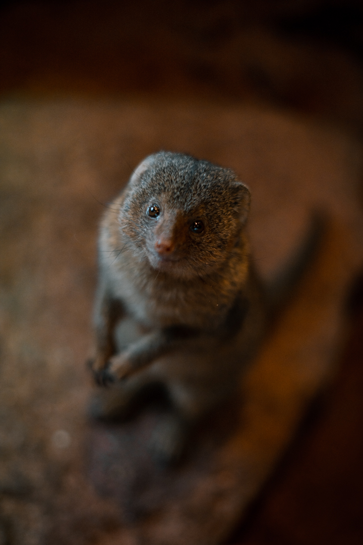 Pygmy Mongoose