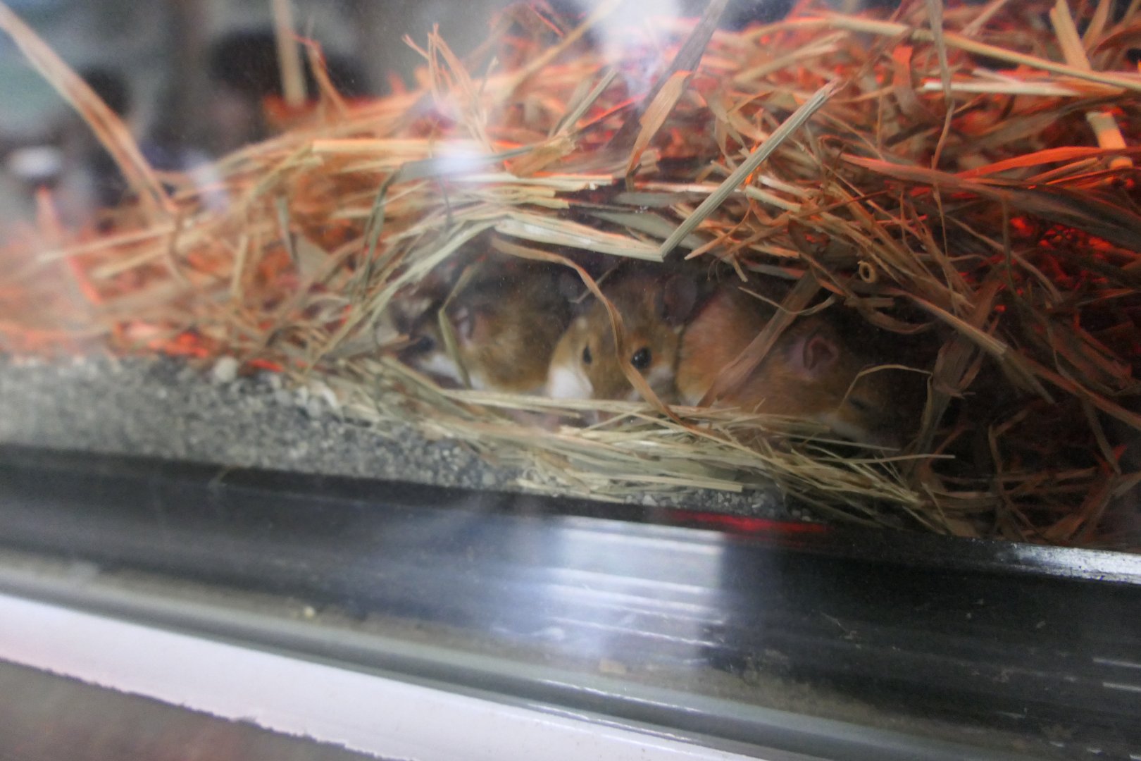 Pygmy Mouse (Mus minutoides)