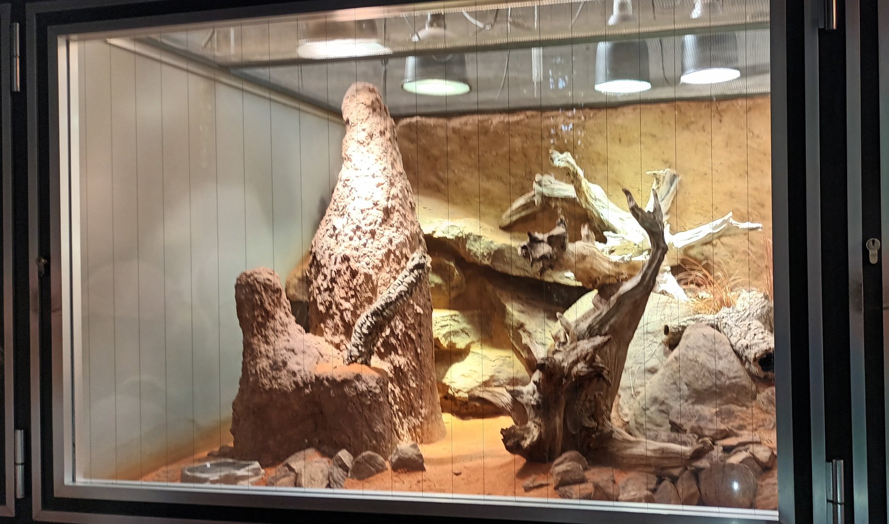 Pygmy Mulga Monitor Habitat