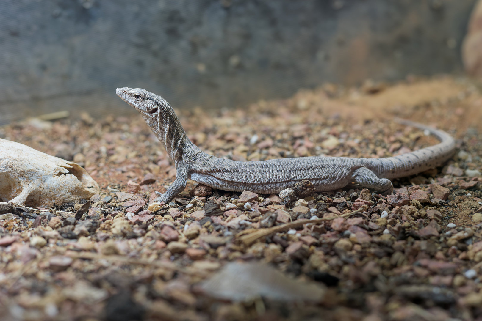 Pygmy Mulga Monitor / Hamerton / 16-11-22