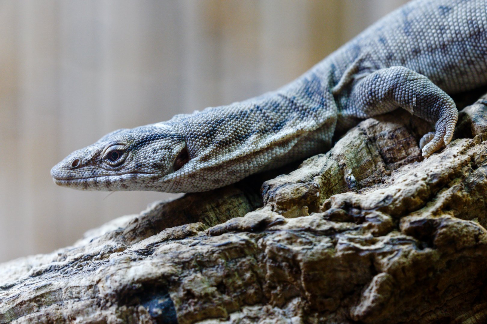 Pygmy Mulga Monitor / Hamerton / 23-9-21