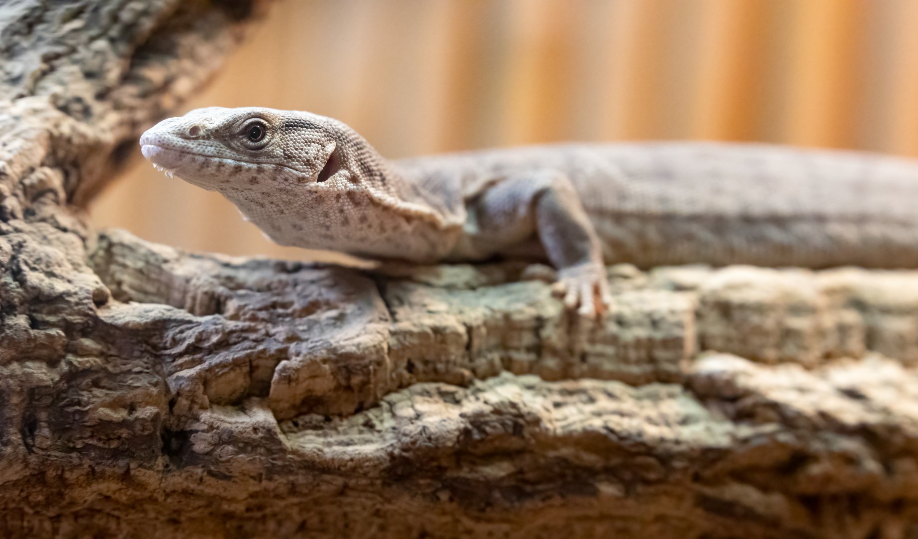 Pygmy Mulga Monitor / Hamerton / 8-7-21
