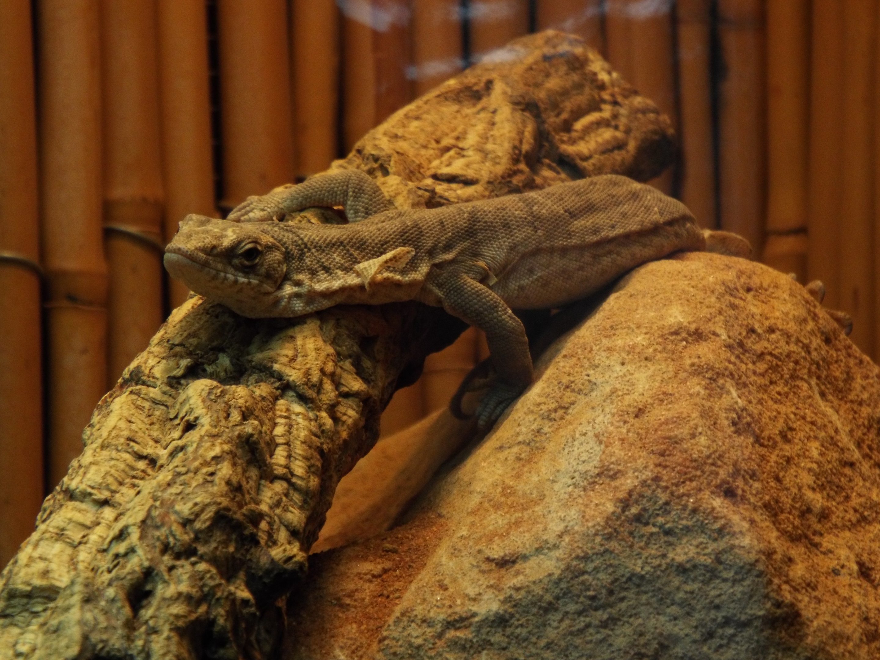 Pygmy mulga monitor - Hamerton
