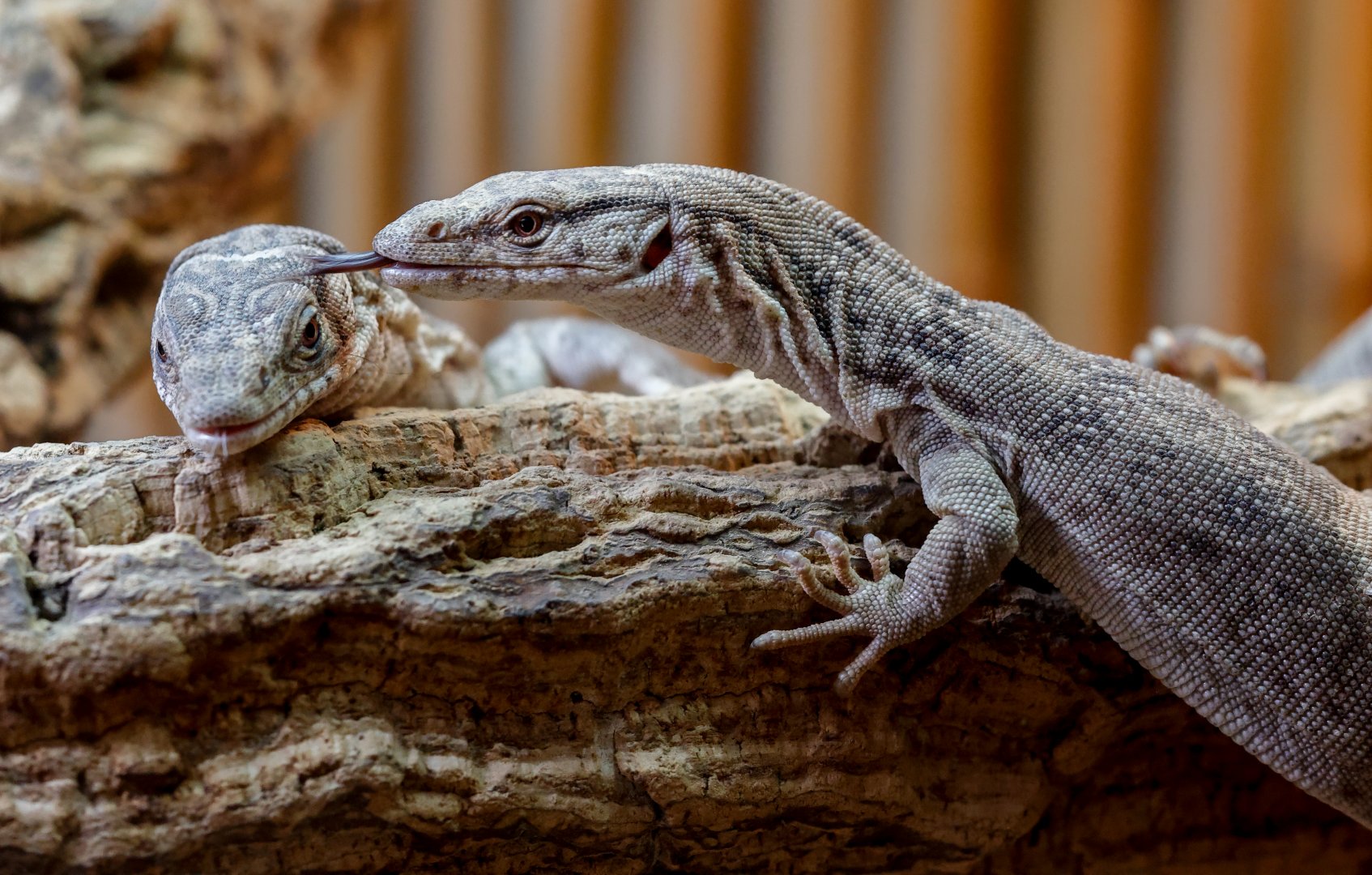 Pygmy Mulga Monitor pair / Hamerton / 23-9-21
