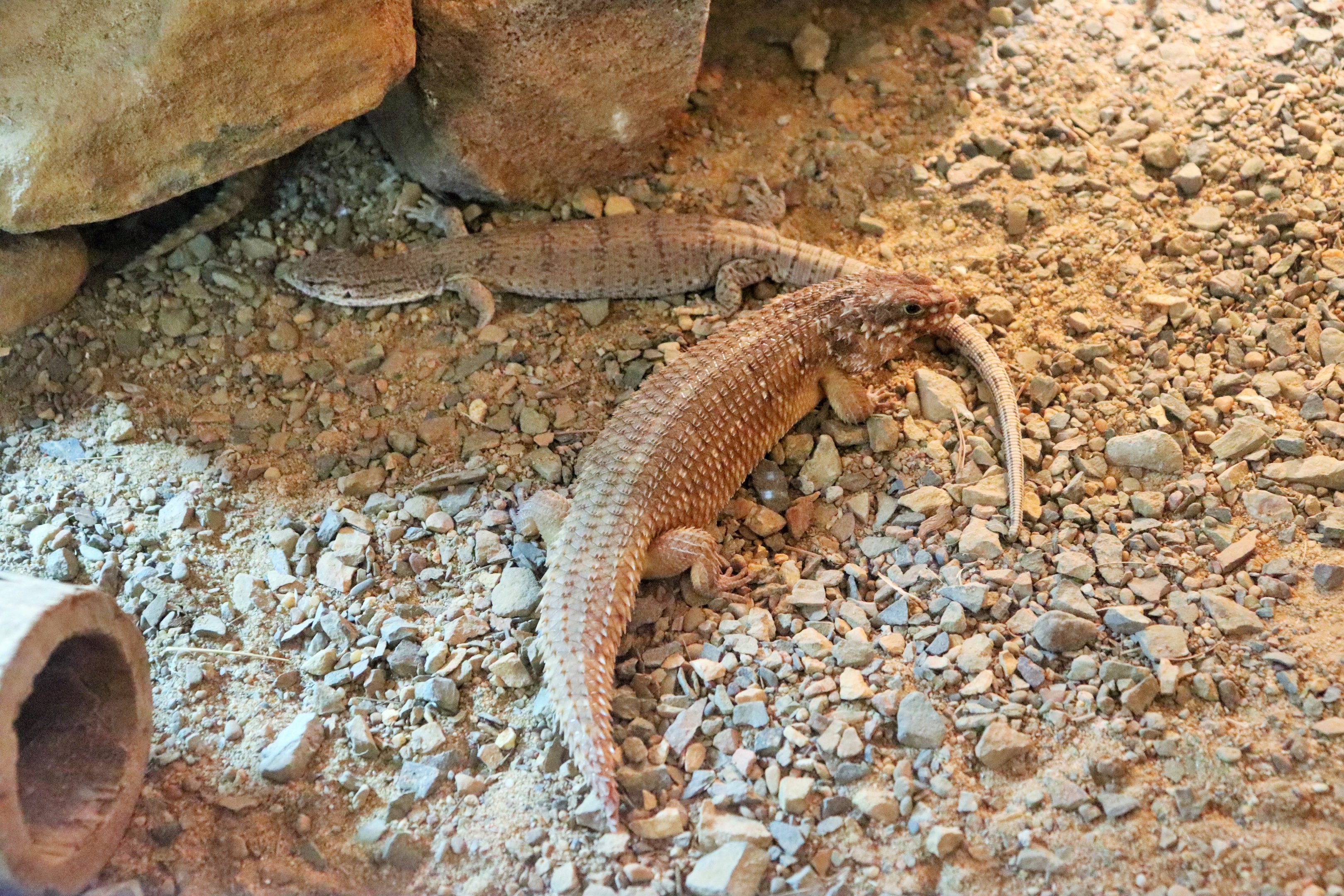 Pygmy Mulga Monitor (Varanus gilleni) and Hosmer's Skink (Egernia hosmeri)