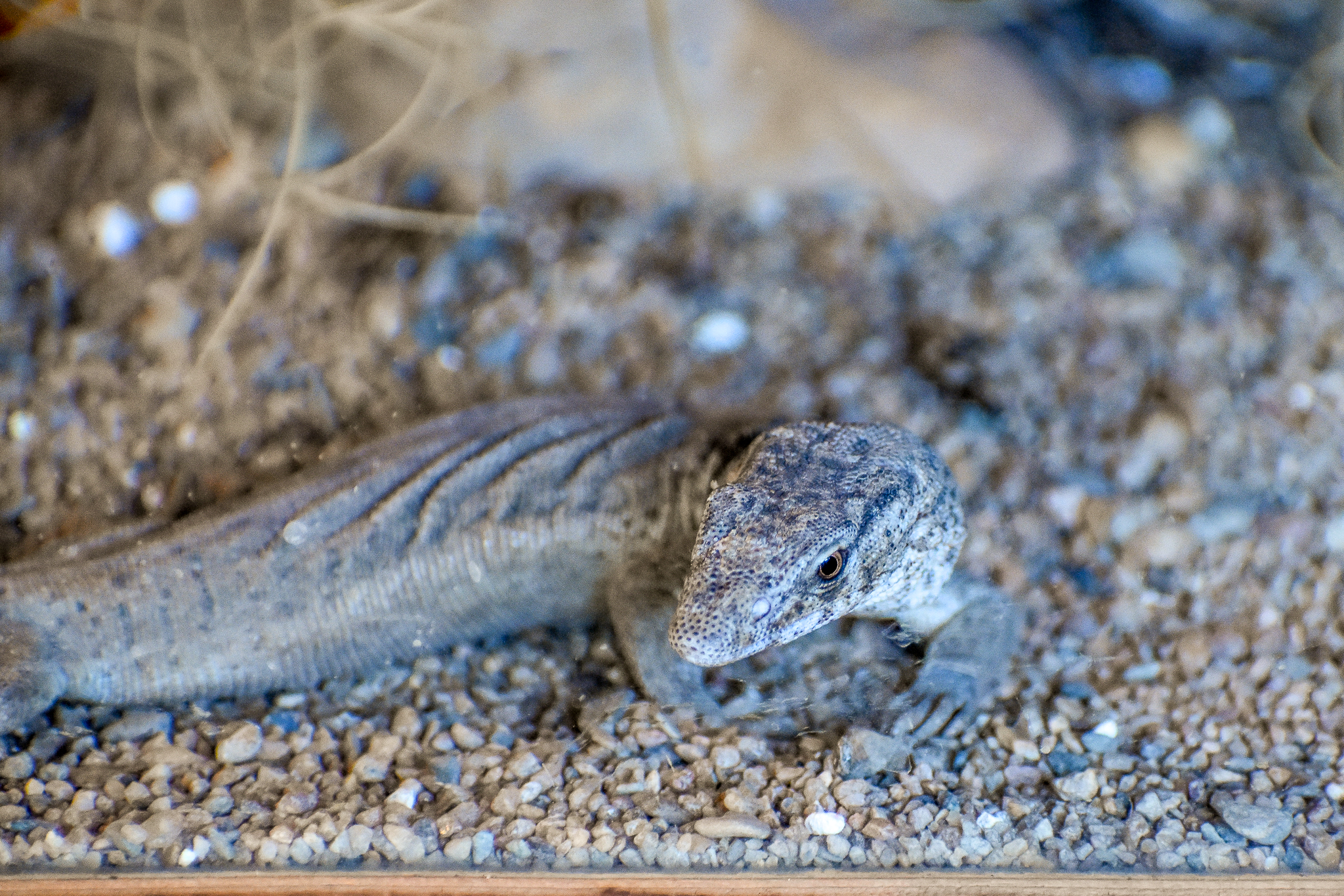 Pygmy Mulga Monitor (Varanus gilleni)
