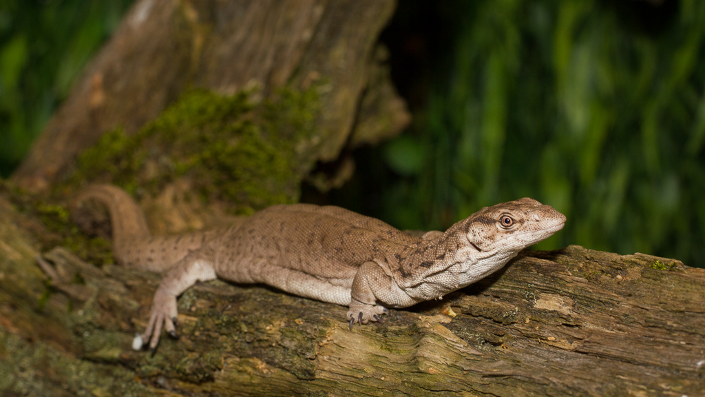 Pygmy mulga monitor - Varanus gillenus