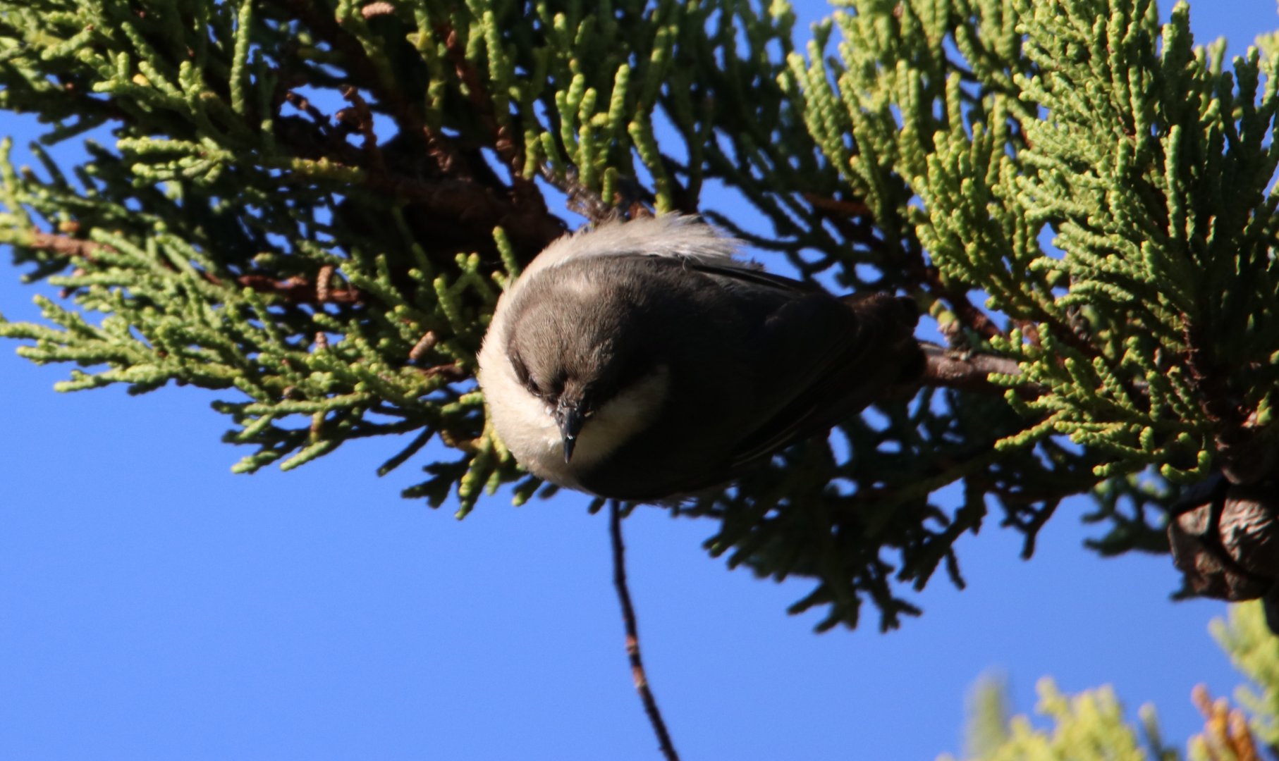 Pygmy Nuthatch (Sitta pygmaea)