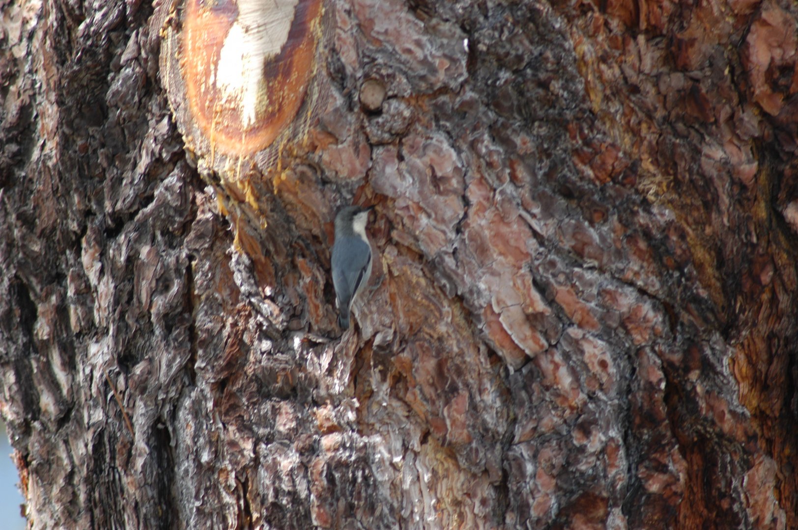 Pygmy Nuthatch
