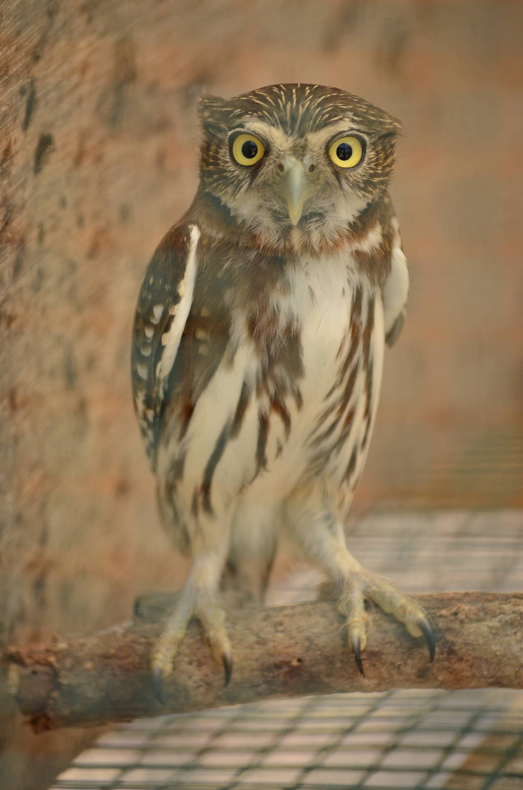 Pygmy Owl ID needed