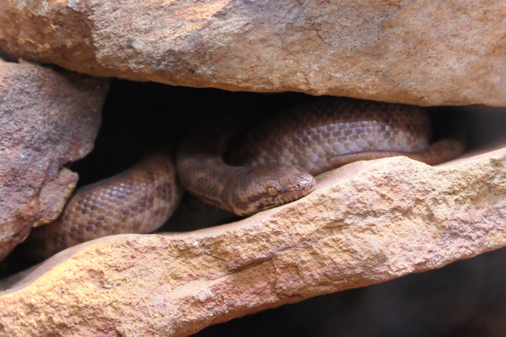 Pygmy Python (Antaresia perthensis)