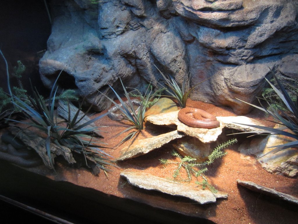 Pygmy Python exhibit