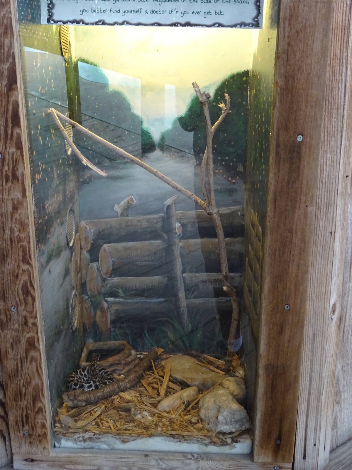 Pygmy Rattlesnake Exhibit at Gatorland