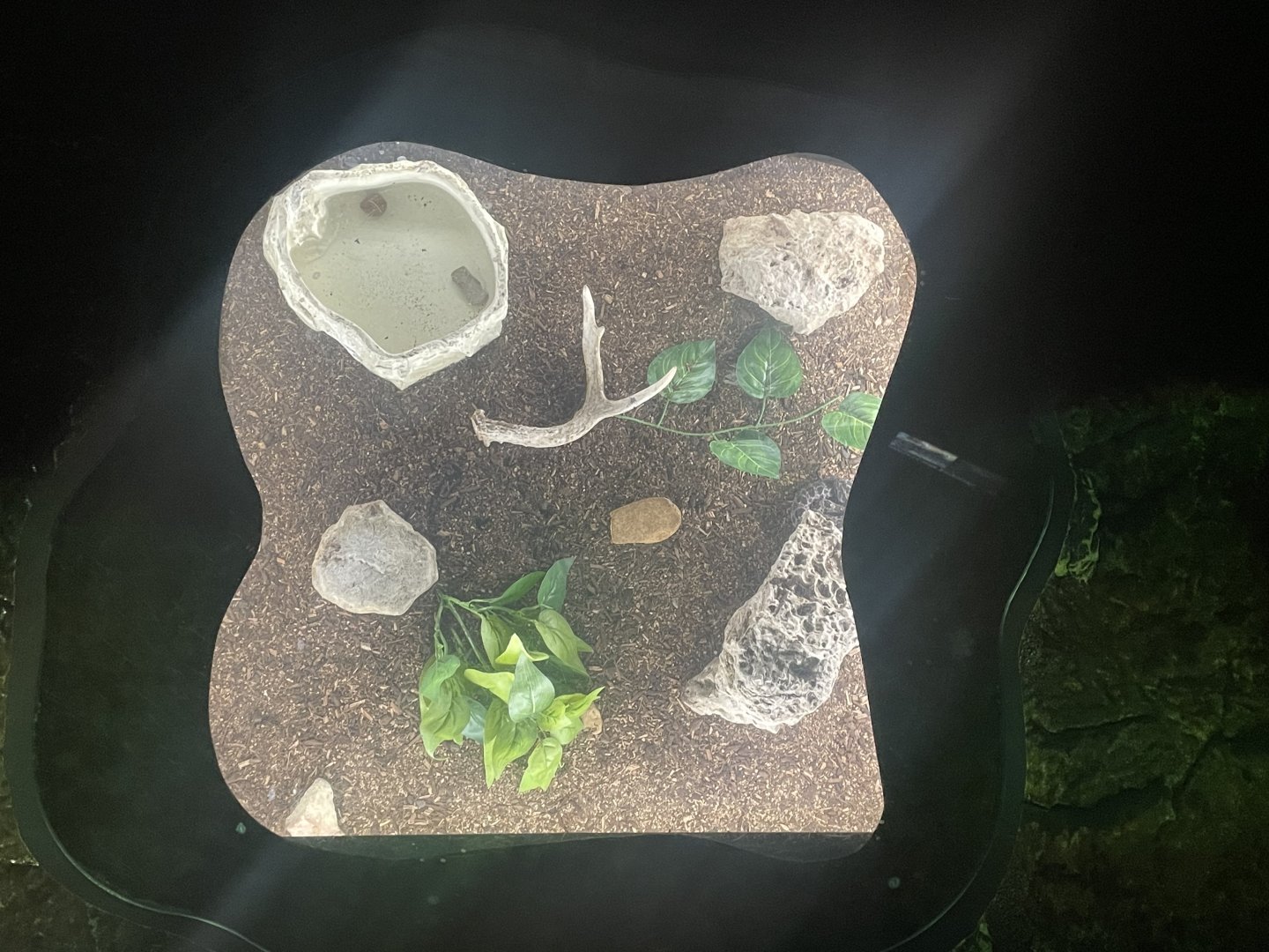 Pygmy Rattlesnake Floor Exhibit