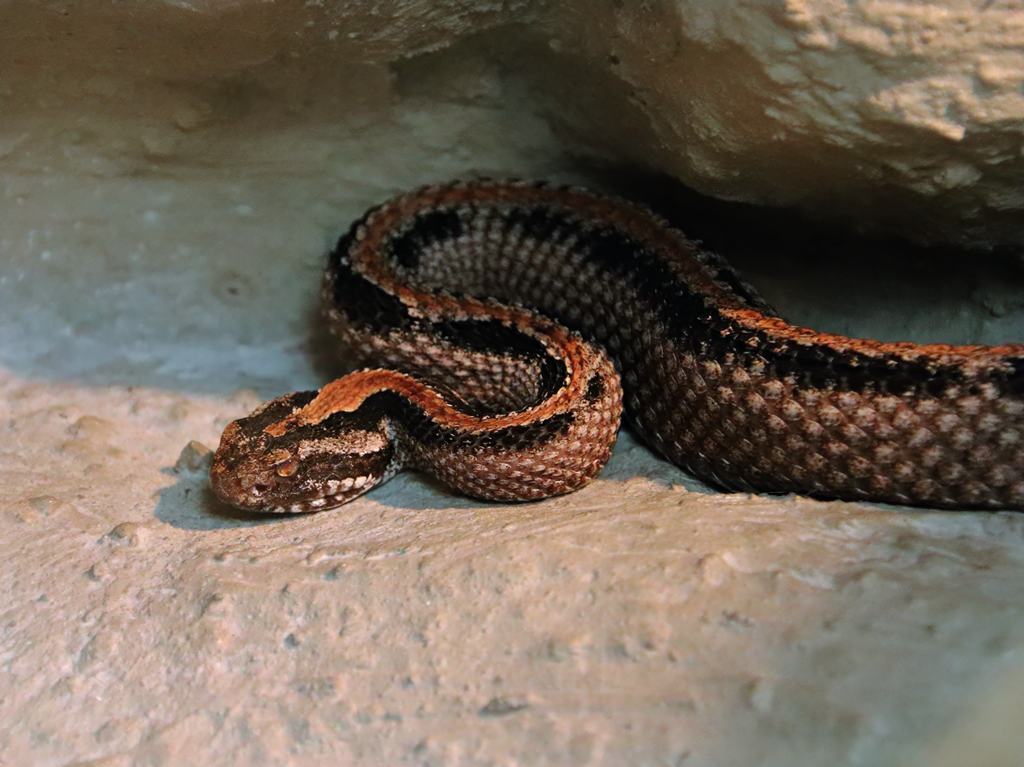 Pygmy rattlesnake (Sistrurus miliarius)