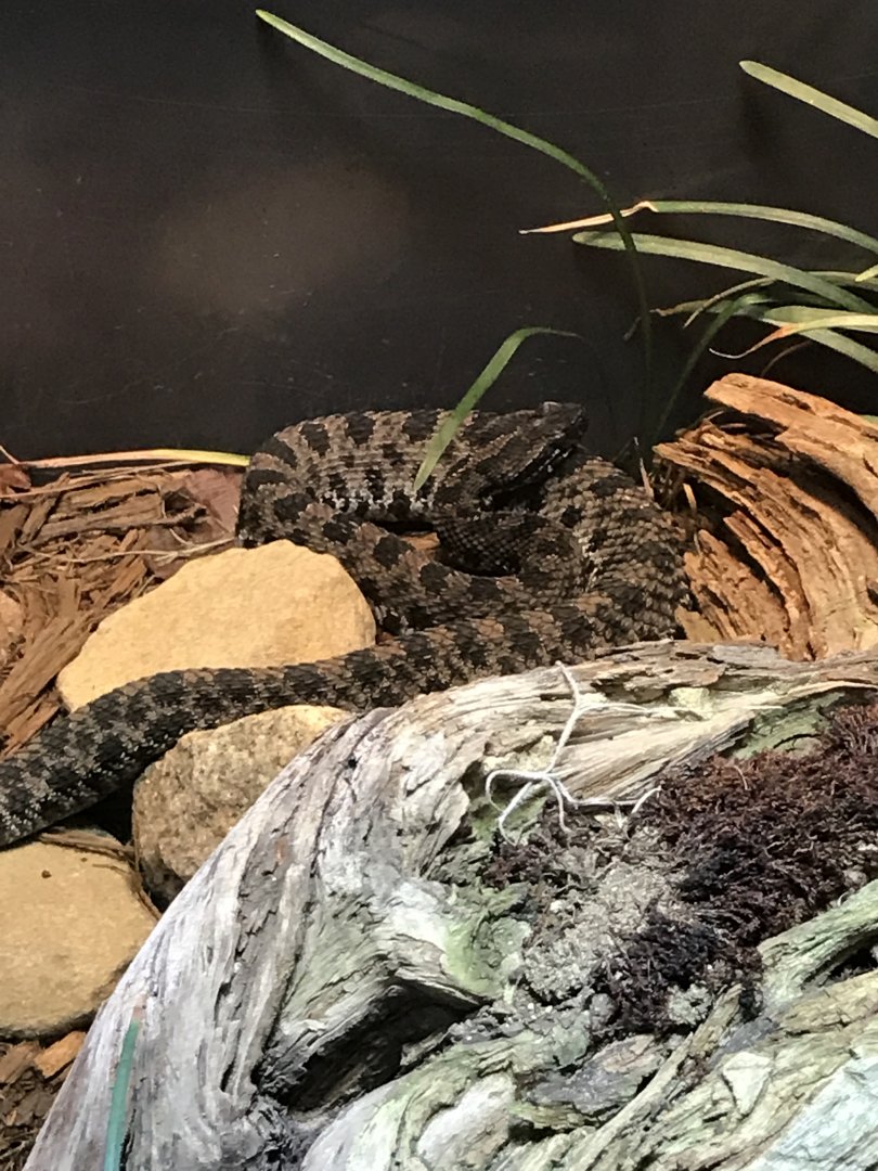 Pygmy rattlesnake