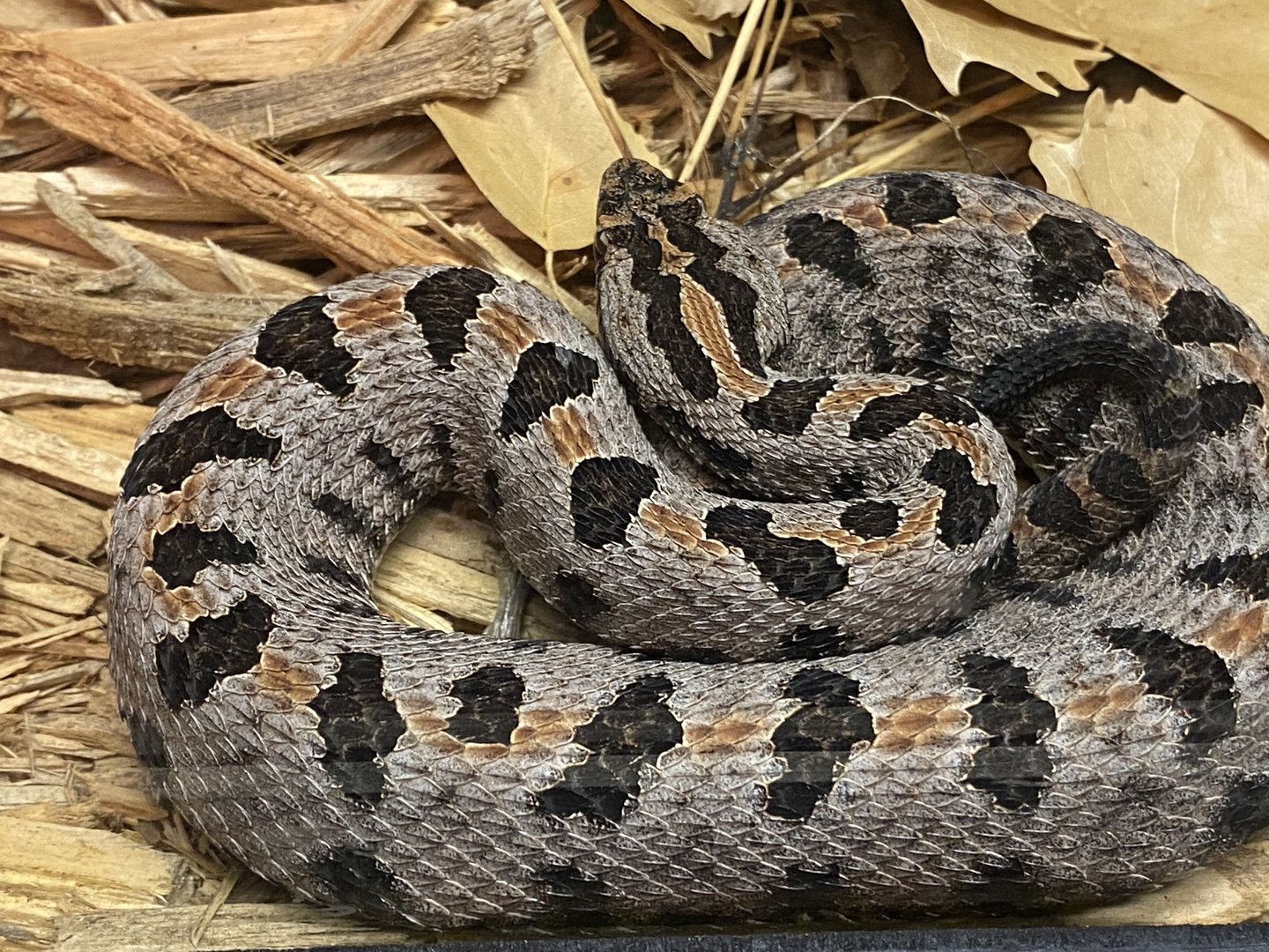 Pygmy Rattlesnake