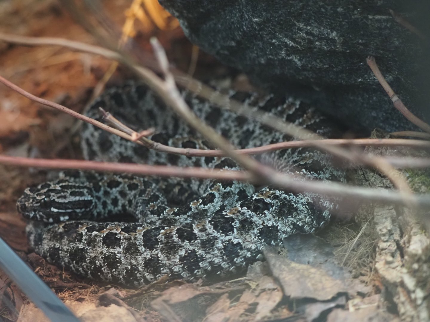 Pygmy Rattlesnake