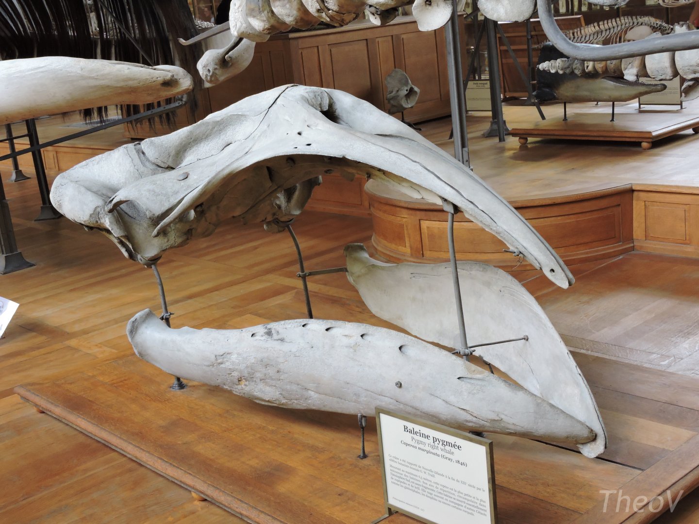 Pygmy right whale [2015]