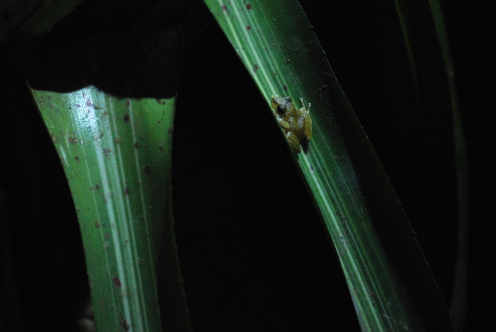 Pygmy Robber Frog, Reserve adjoining Monteverde Lodge, 19/04/14