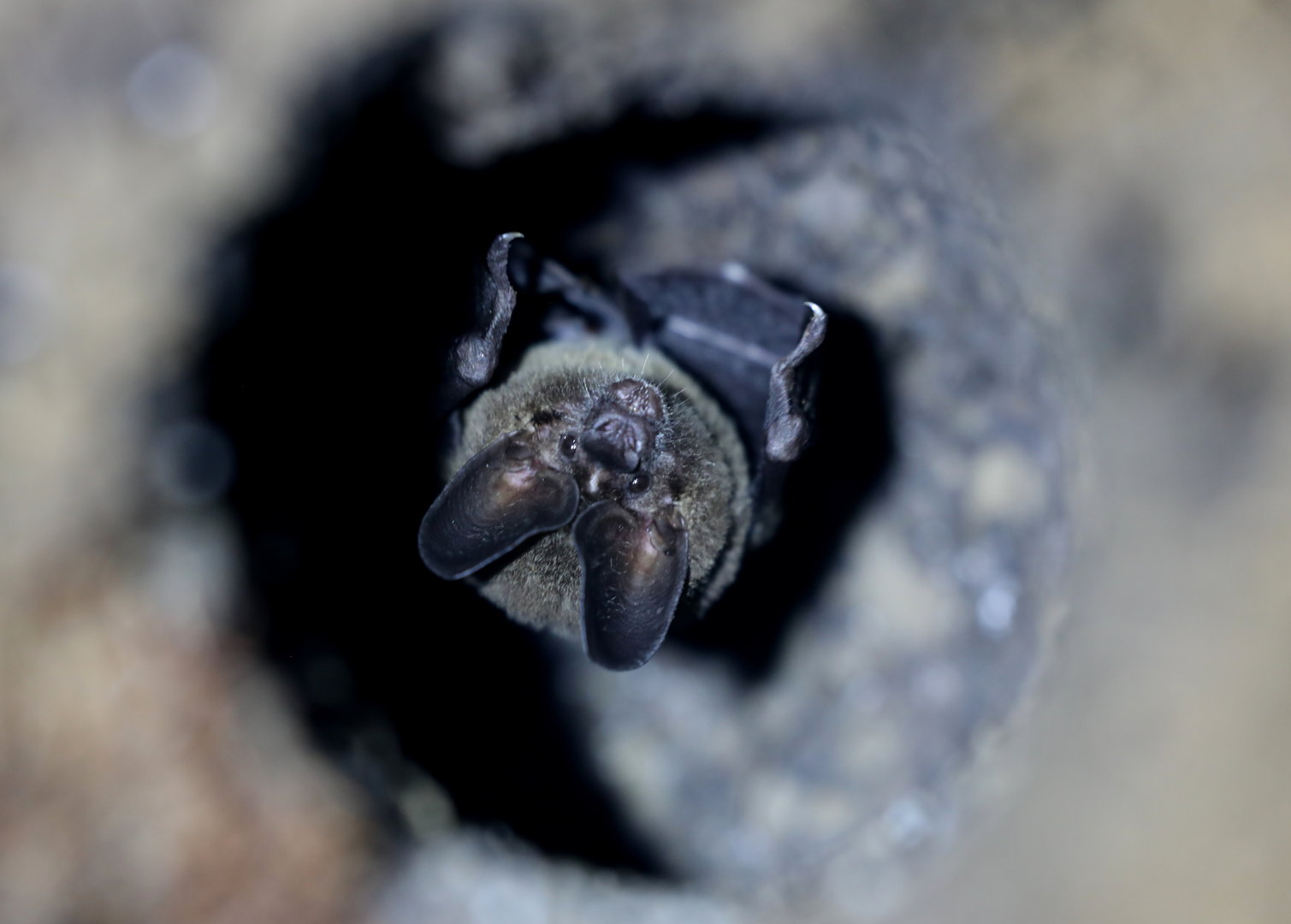 pygmy round-eared bat (Lophostoma brasiliense)