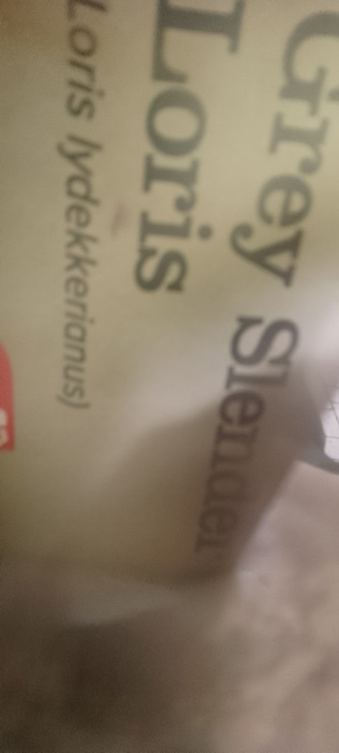 Pygmy Slender Loris!?!