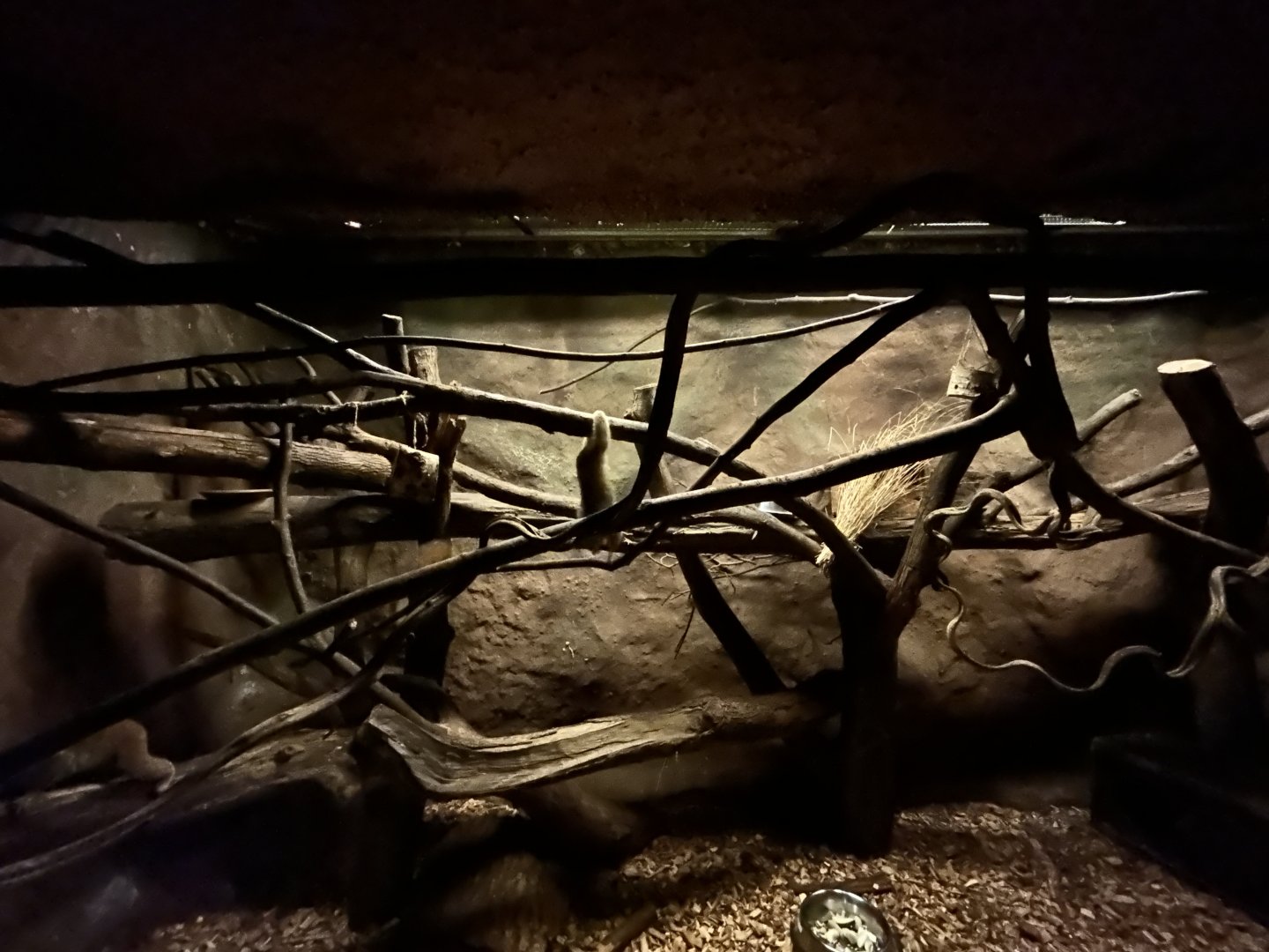 Pygmy Slow Loris & Brush-tailed Bettong Exhibit