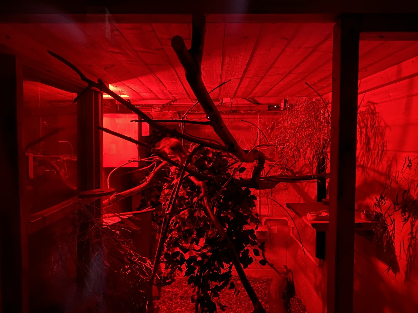 Pygmy slow loris enclosure 290723