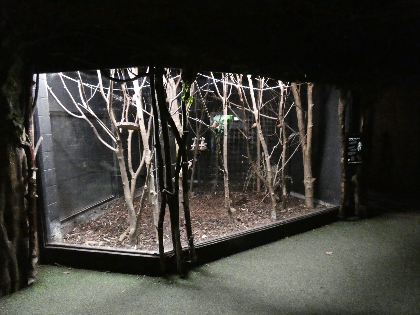 Pygmy Slow Loris enclosure