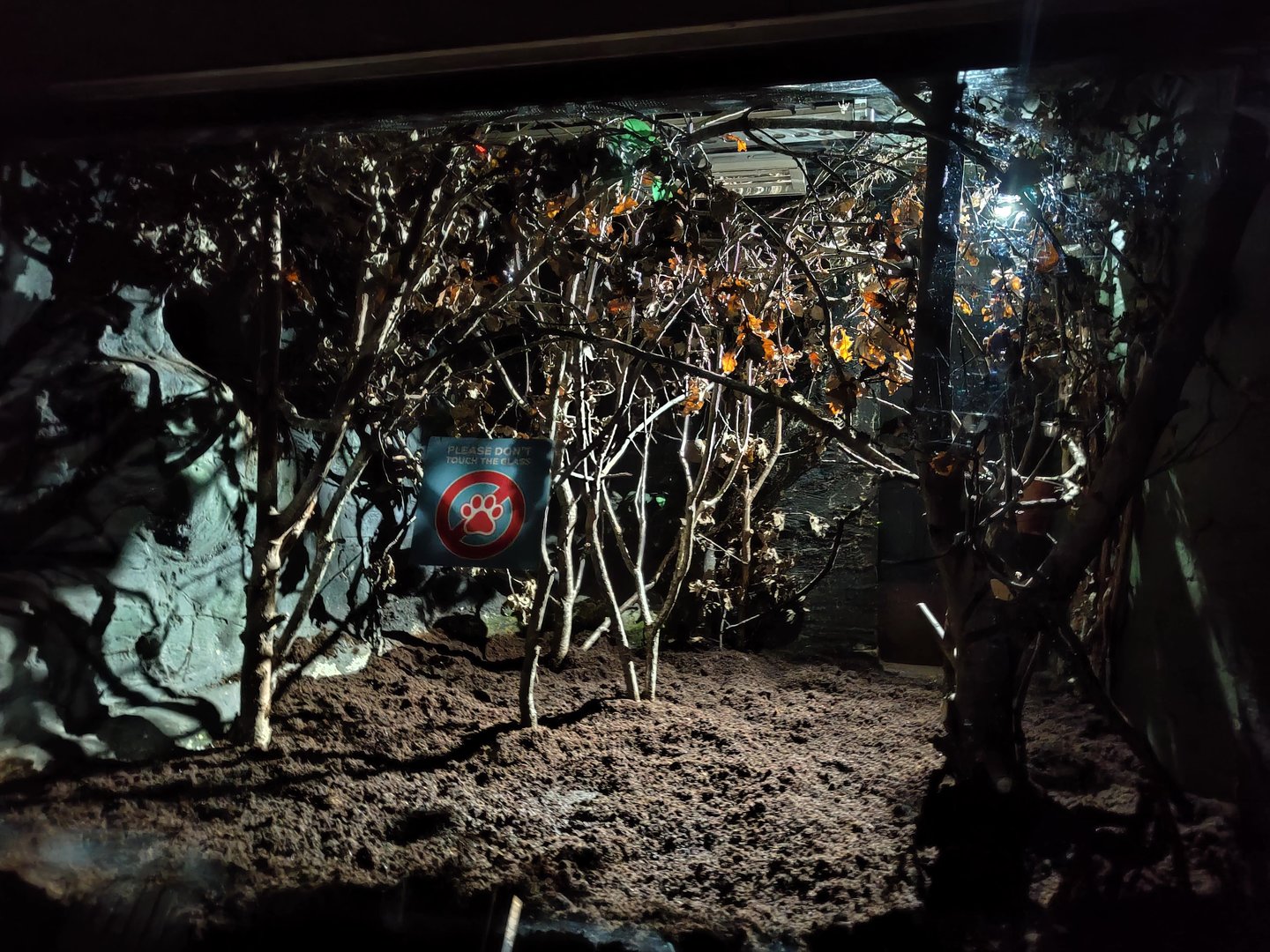 Pygmy slow loris enclosure