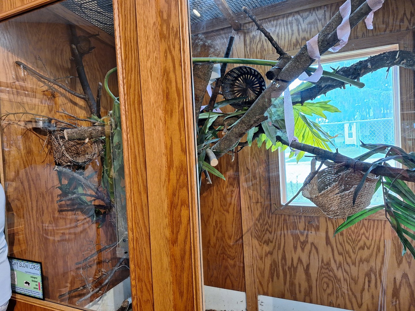 Pygmy Slow Loris enclosure