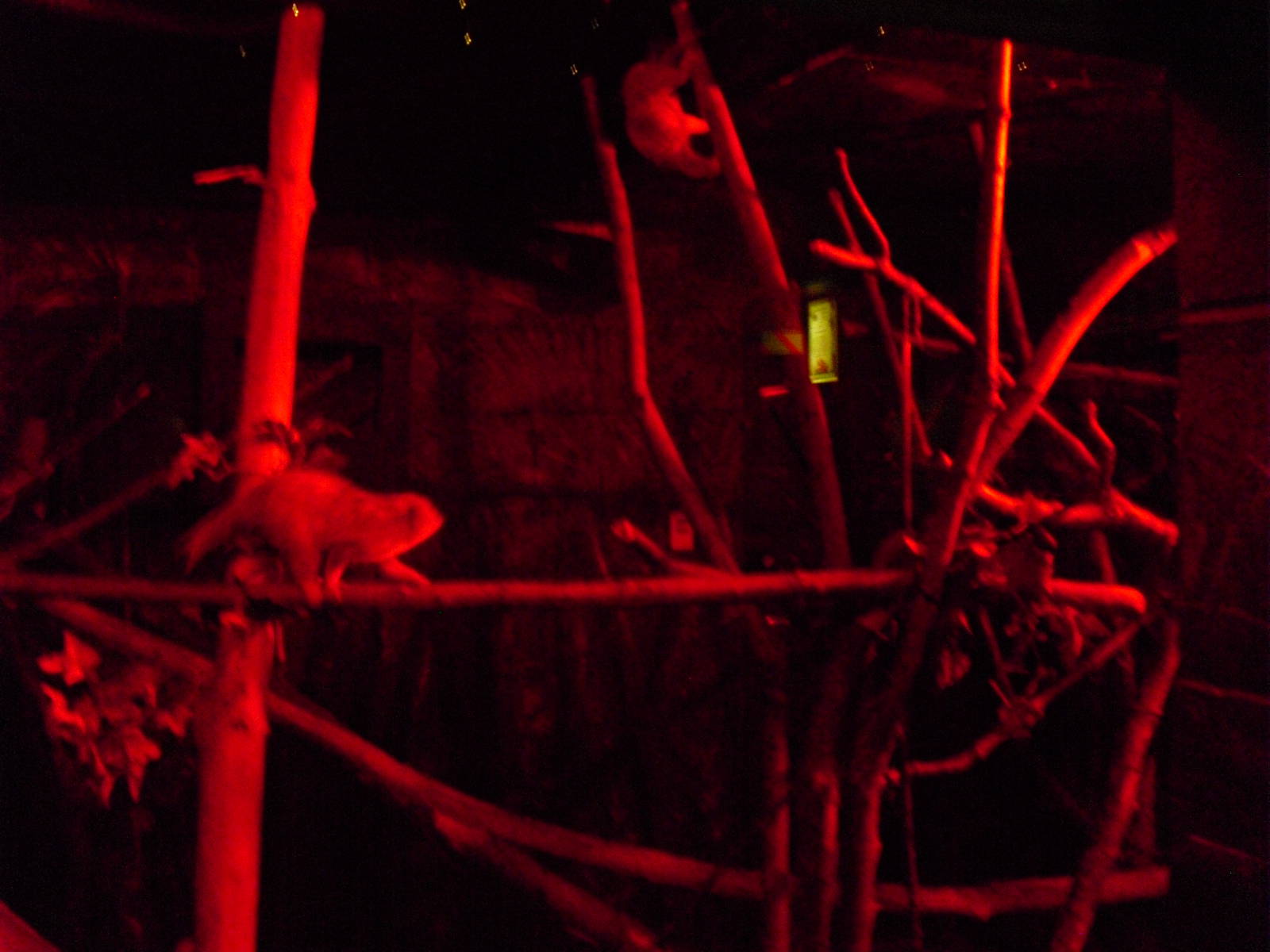 Pygmy Slow Loris Exhibit - 12/10/2011