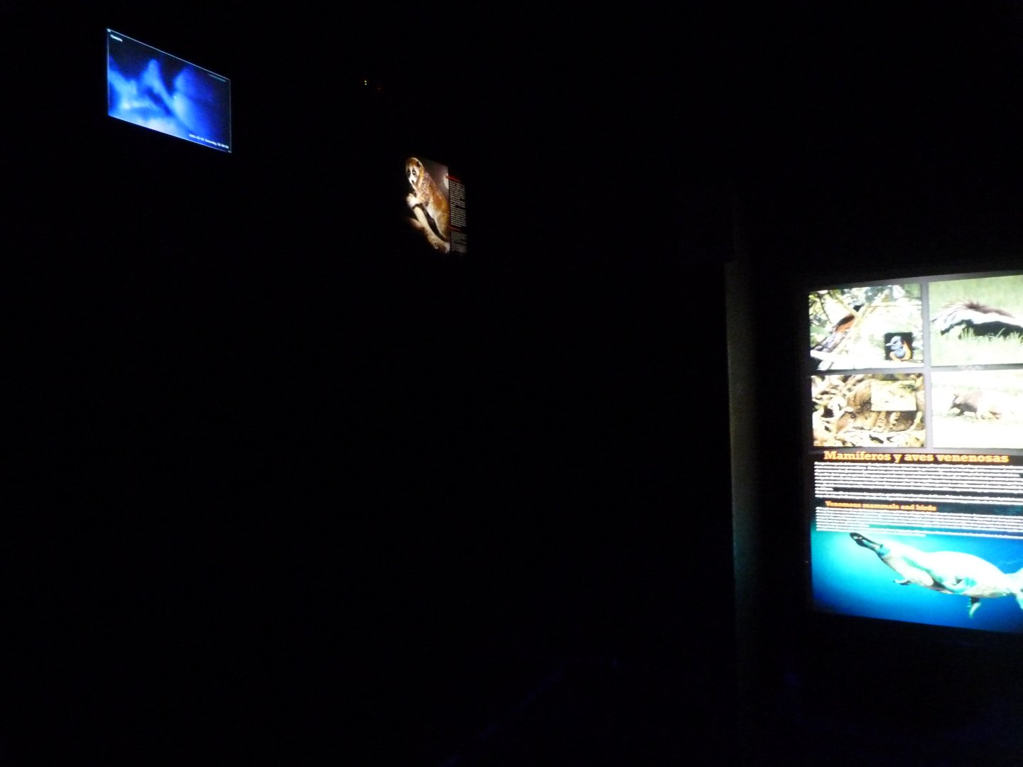 Pygmy slow loris exhibit and venomous mammal education board -Faunia (2025)