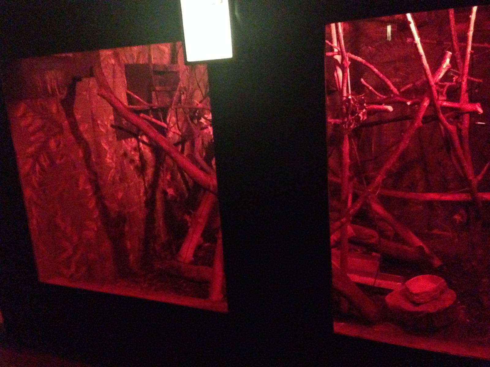 Pygmy Slow Loris Exhibit at Tropical World - 02/10/2013