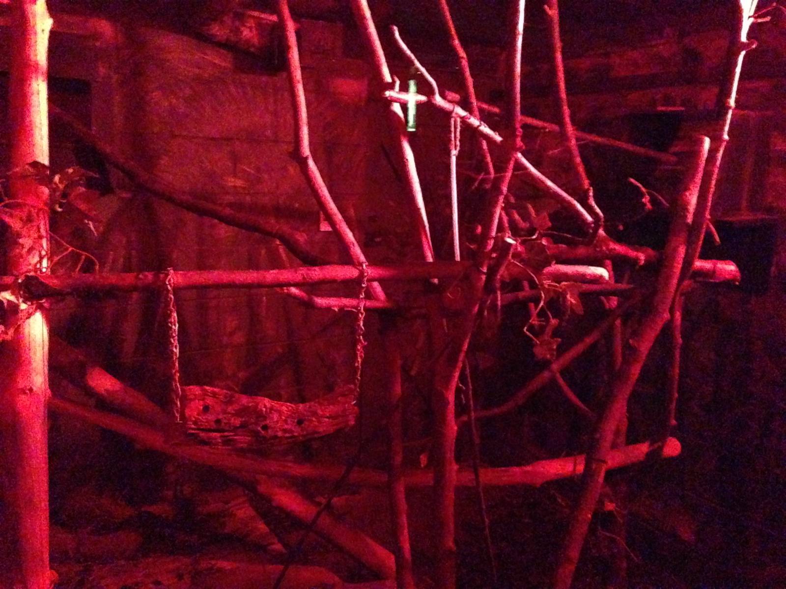 Pygmy Slow Loris Exhibit at Tropical World - 02/10/2013