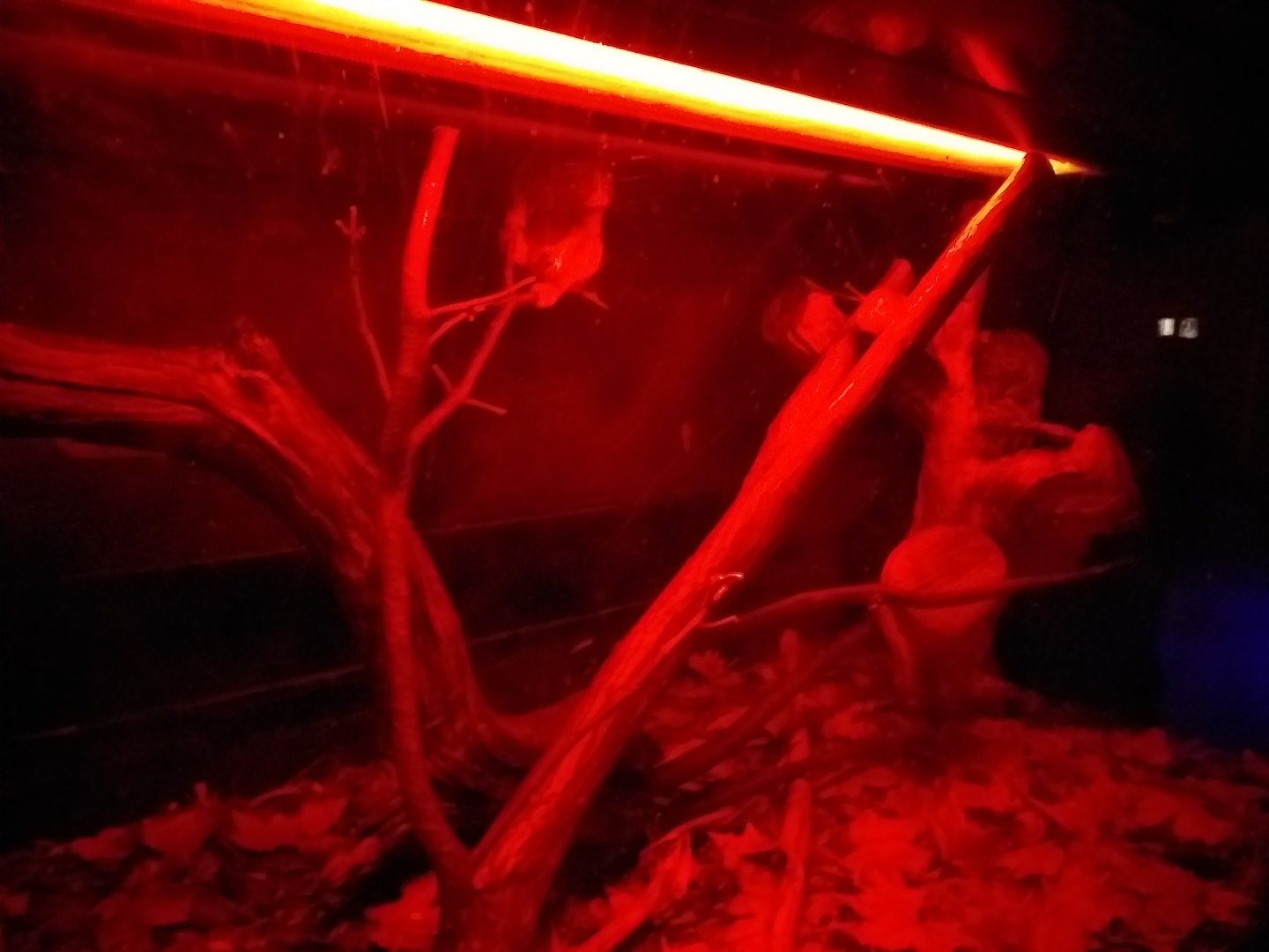 Pygmy slow loris exhibit -TerraNatura Benidorm (2021)