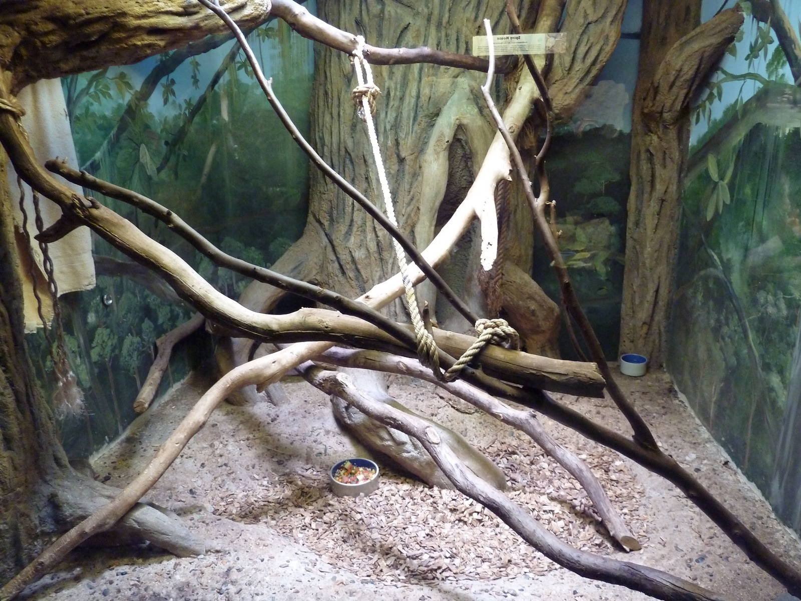 Pygmy Slow Loris Exhibit