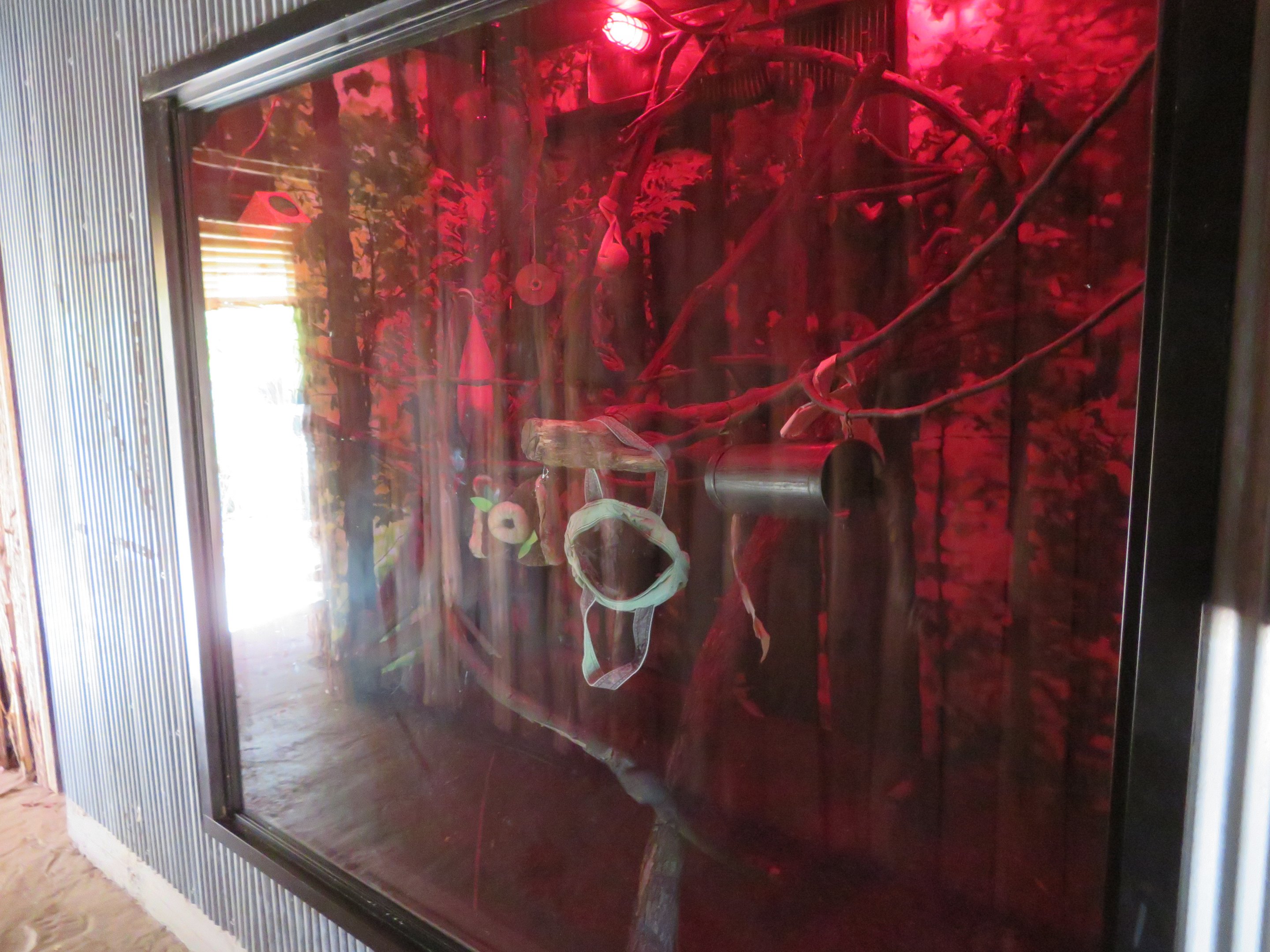 Pygmy Slow Loris Exhibit